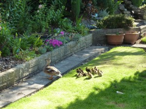 Ducklings 017