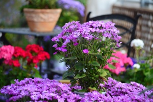 potted glory